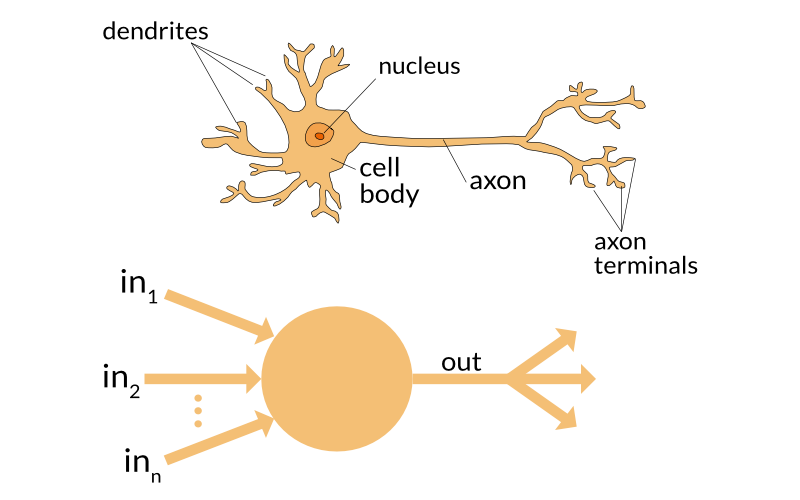 Neurons